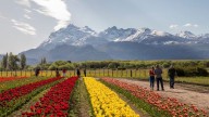 Más de un millón de flores: Trevelin, una ciudad inundada de colores