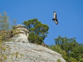 Illinois' Turkey Vultures: 5 Things You May Not Know About Them