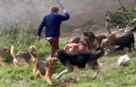 Qué hacía Cachito cuando fue atacado por una jauría en Yerba Buena: contradicciones entre su madre y la dueña de los perros