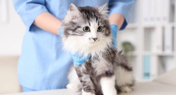 Esterilización canina y felina en Bogotá: más de 2.000 cupos gratuitos en septiembre, ¿cómo agendar?