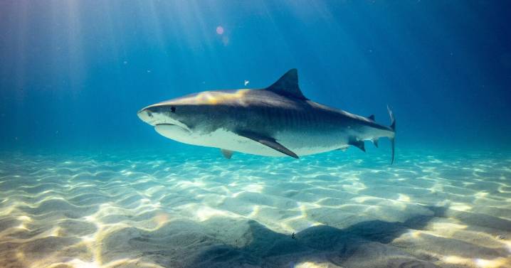 Muere surfista atacado por tiburón en Australia; es el tercer fallecimiento en más de 60 años