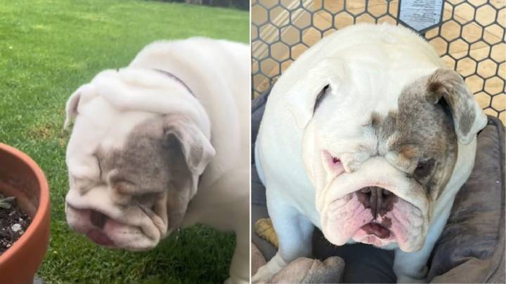 California Vet Refuses To Euthanize Bulldog After Owner’s Shocking Request