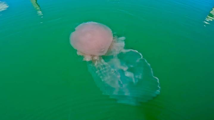What to know about jellyfish that looks like pink cotton candy