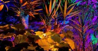 Duthie Park announces return of 'Winter, Wonder, Wander' event at Winter Gardens