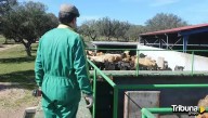 La Junta reclama al Gobierno que defienda "la PAC que necesitan los agricultores y ganaderos de Castilla y León"