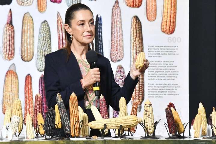Sin la reforma, las variedades nativas de maíz estarían en riesgo: Sheinbaum