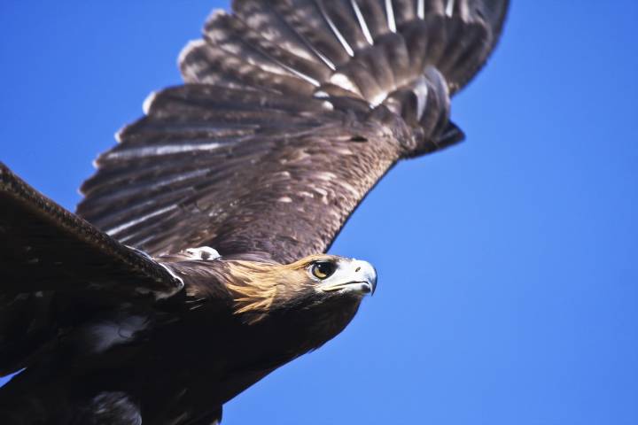 Águila real, símbolo nacional al borde de la extinción
