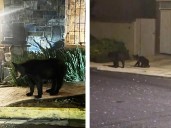 Familia de osos en zona habitacional moviliza a emergencias en NL