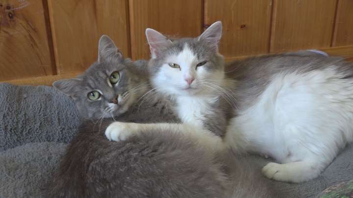Free Rabies Vaccination Clinic Scheduled on Thursday in Van Etten