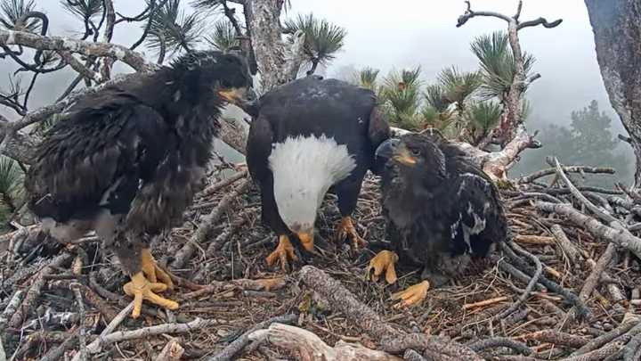 Big Bear housing project proposal moves forward despite concerns from bald eagle fans