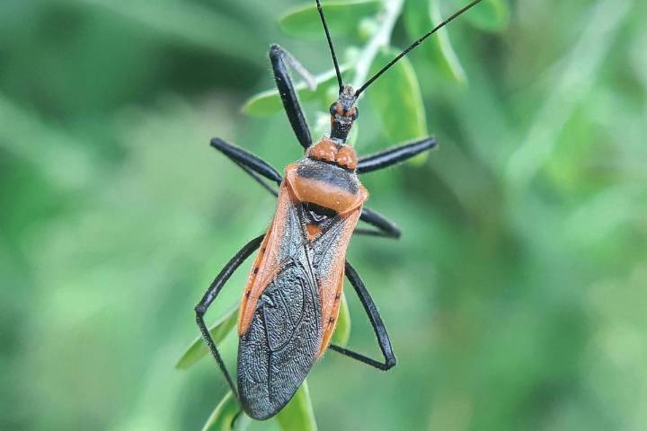 Kissing Bug Invasion: Deadly Chagas Disease Threatens Texas
