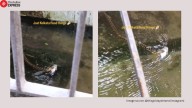 Kolkata Floods: Snake swims with fish in mouth, viral video sparks hilarious reactions: ‘Saanp enjoys maach bhaat!