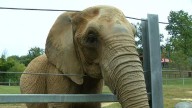 'Water for Elephants' star learns from Maryland Zoo's elephants