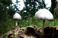 Salir del jardín a la sierra de Saltillo para redescubrir los hongos, esos maestros de la resiliencia