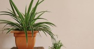 Six houseplants that UK households can put around homes to prevent mould