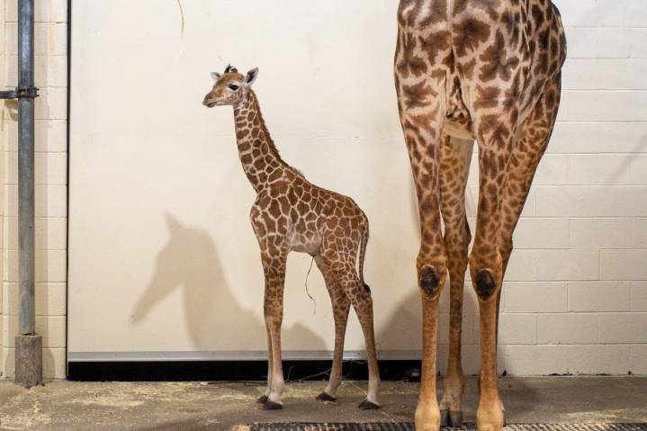 The votes are in! CLE Metroparks baby giraffe gets its name