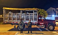Ocho semovientes fueron incautados en Aguazul, Casanare