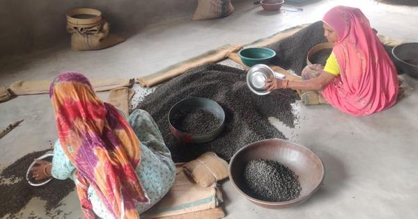 Will Rajasthan’s hardy desert berry survive the changing landscape?