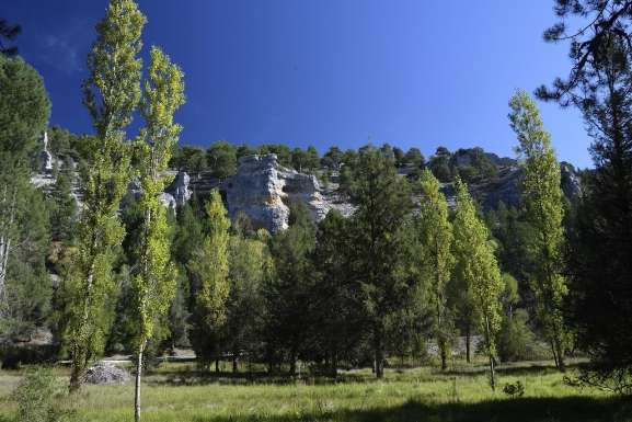 Más allá del tomillo y la sabina: las verdaderas plantas exclusivas que esconde Soria