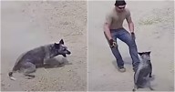 Dog Playing Fetch Is Abruptly Paralyzed, 'Panicked' Dad Rushes To Her Side