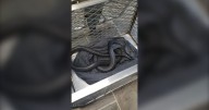 Humane society seeks owner of exotic snake found in Waterloo Region