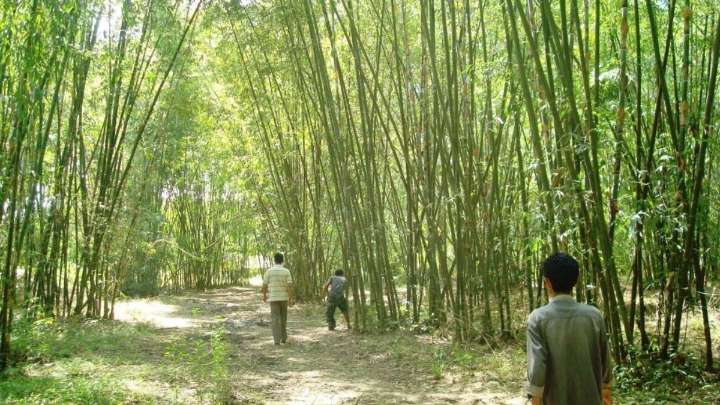 Nagaland marks World Bamboo Day 2025 with focus on innovation and sustainability