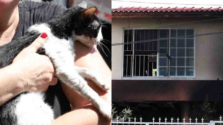 Rescatan a 15 Mascotas en Incendio de Vivienda en Boca del Río, Veracruz