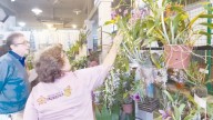 Más de 600 plantas y flores se exhiben en la Expo Orquídeas