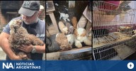 Rescataron a 14 perros caniches hacinados de un criadero ilegal en Flores