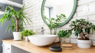Álvaro Pedrera, experto en jardinería: “Hay plantas que disfrutan el baño como si fuera un spa”