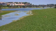 Salvemos el Guadiana alerta de que el nenúfar invade 30 kilómetros