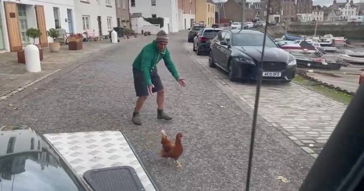 Runaway chicken hitched lift for 25 miles on back of Land Rover in Aberdeenshire
