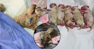 La historia de Cereza, la perrita embarazada que sobrevivió a la explosión de la pipa de gas