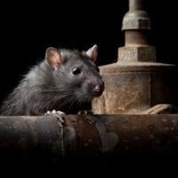 Rampant rats have St. Catharines councillor asking for city solution