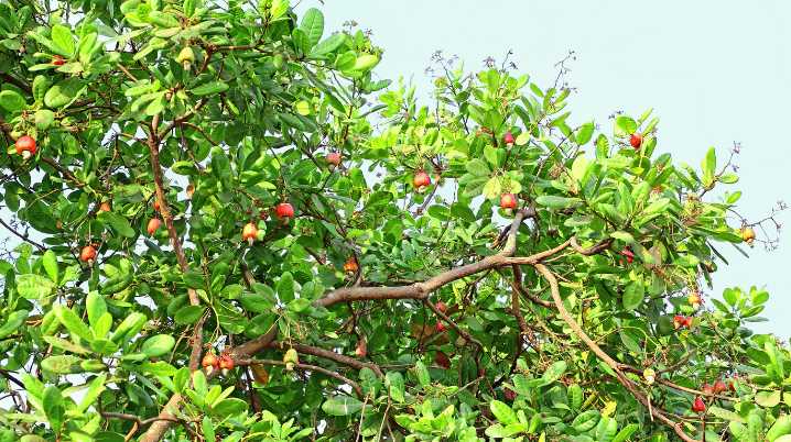 Double whammy: How a policy in Washington handed Kerala both economic pain and social strain