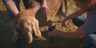 Make an Impact: Grand Ledge farm provides sanctuary for disabled animals