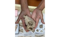 Un fósil sorprendentemente hermoso revela el dinosaurio con cabeza abovedada más antiguo