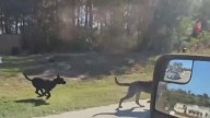 Liberty County’s planned animal shelter faces operational funding concerns