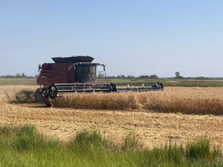 With rain on the horizon, harvest pressure mounts across Westman Region