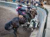 Animalistas convocan a manifestación regional contra las prácticas crueles hacia los animales durante Fiestas Patrias en Valparaíso