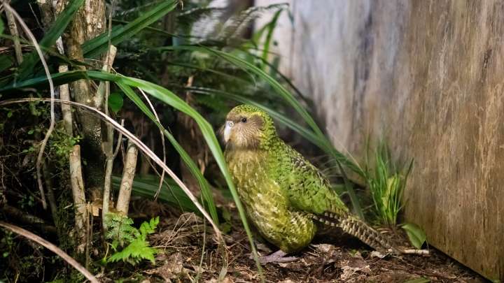 To save its unique and rare birds, New Zealand is turning to AI and genetic research