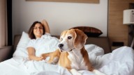 Una veterinaria habla sin tapujos sobre el eterno debate de si dejar que los perros duerman en la cama