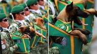De Maya a Canelo: Presentan en Desfile Militar a Nueva Generación de Héroes Caninos Mexicanos