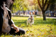 13 Energetic Dog Breeds For Busy, Active Lives