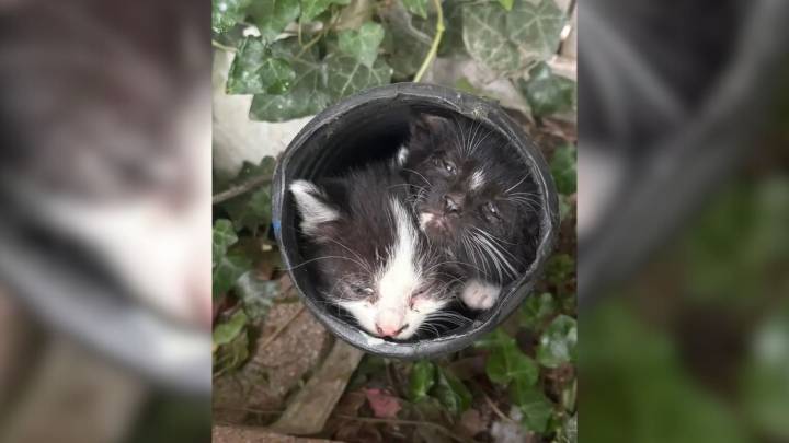 Ohio Woman Stunned To Discover 7 Tiny Babies In Her Garden Drain And Rescues Them All