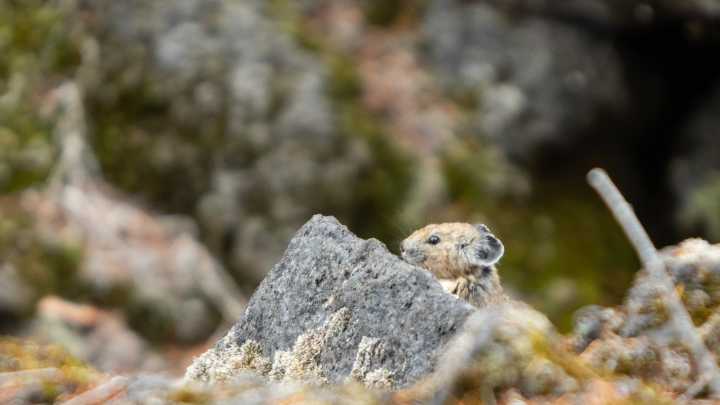 Why OSU researchers are searching Oregon Cascades for pikas