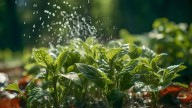 Todos lo tiran por el desagüe y es un tesoro para tus plantas