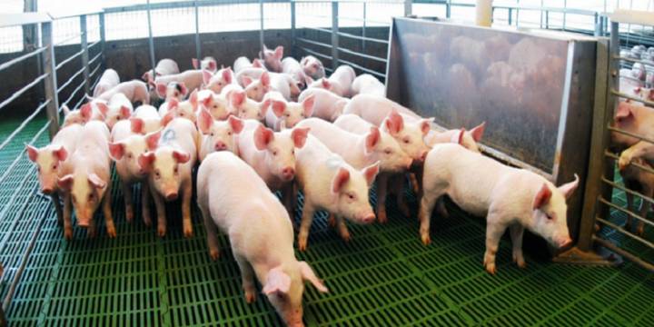 China: un mercado dispuesto a otorgar valor a lo que hoy, en Argentina, se descarta
