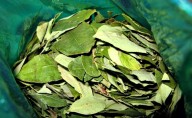 Hojas de coca aumentan 30% por restricciones en la frontera salteña con Bolivia