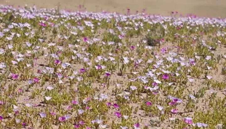 Primeros brotes del desierto florido: Peak será en octubre
